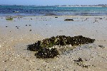 海岸と海藻