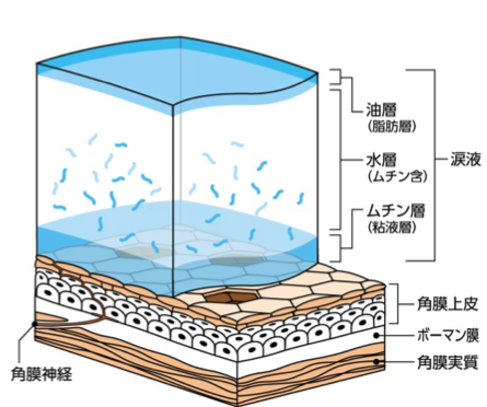 涙液層