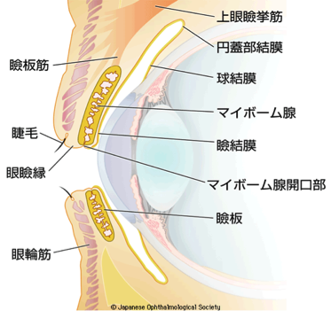 瞼　構造