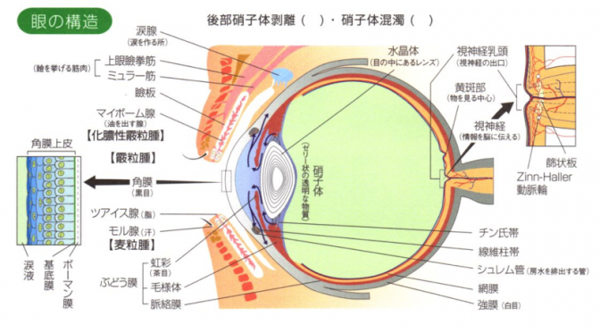 目の構造