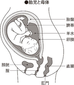 妊娠中に胎盤が果たす役割